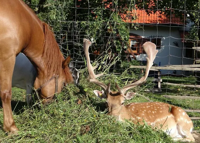 Farm stay Wieza Na Gorce Kunow